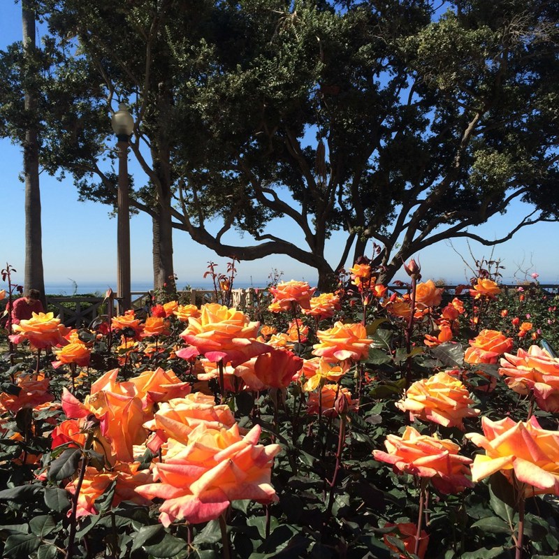 Everything's coming up Roses in Palisades Park.