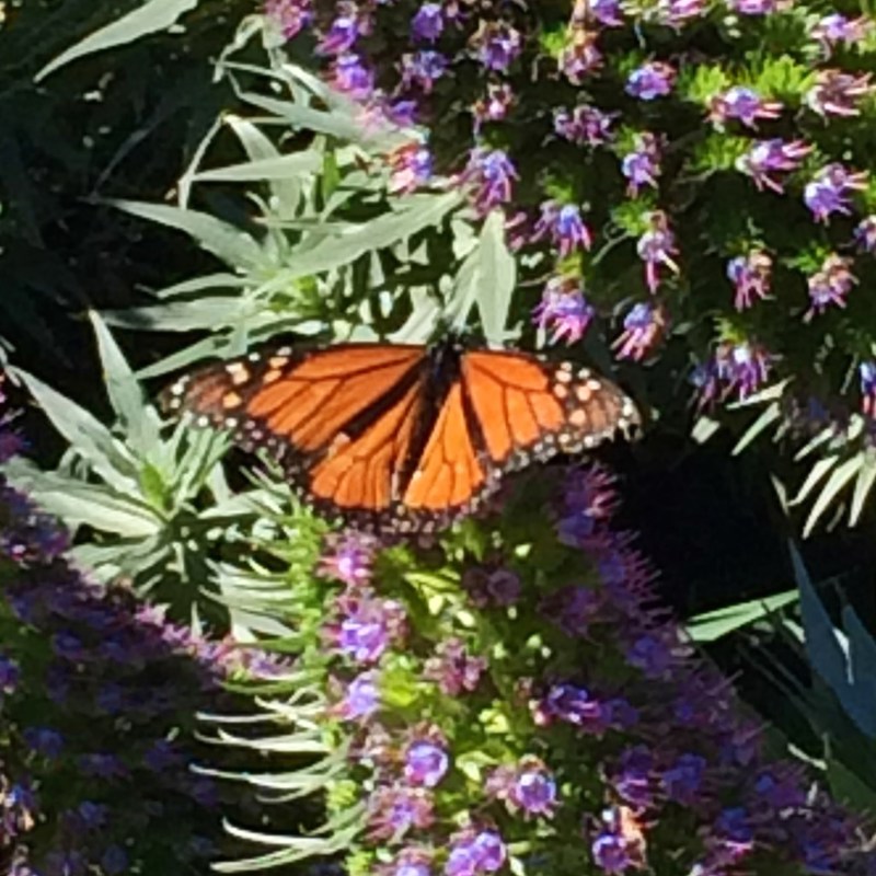 It's Butterfly time in Palisades Park.